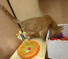 Tito & Juno (**bonded pair) - Photo 7