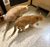 Tito & Juno (**bonded pair) - Photo 9