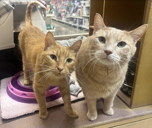 TITO & JUNO (**BONDED PAIR) - Domestic Short Hair available for adoption