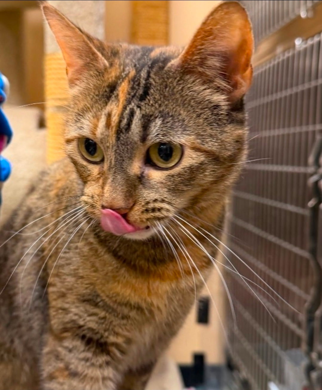 Torbitha  Domestic Short Hair (short coat) Female