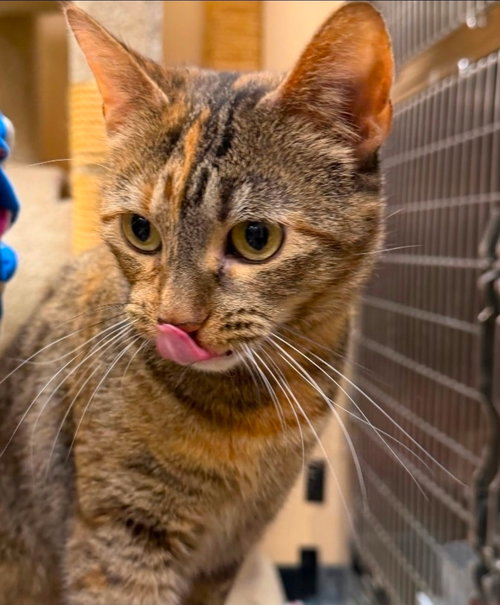 TORBITHA - Domestic Short Hair available for adoption