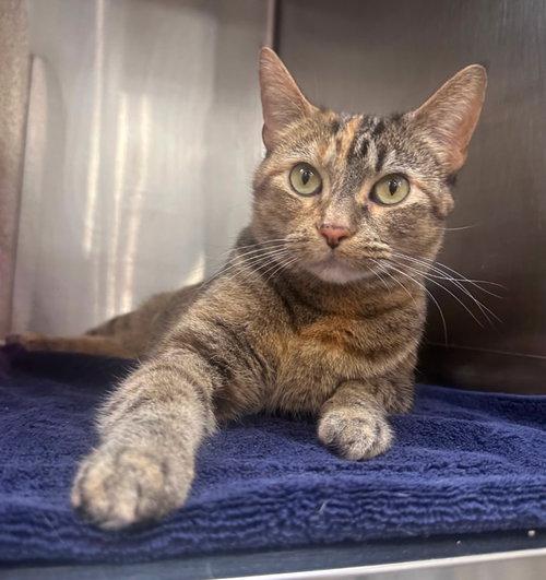 TORBITHA - Domestic Short Hair available for adoption