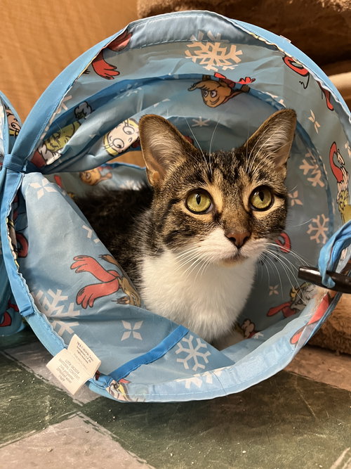 picture of the cat needing adoption