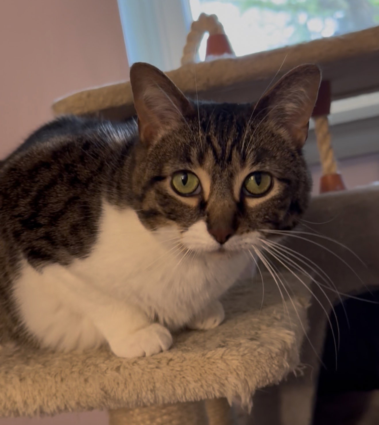 Anne  Domestic Short Hair (short coat) Female