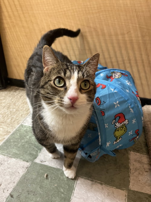 picture of the cat needing adoption