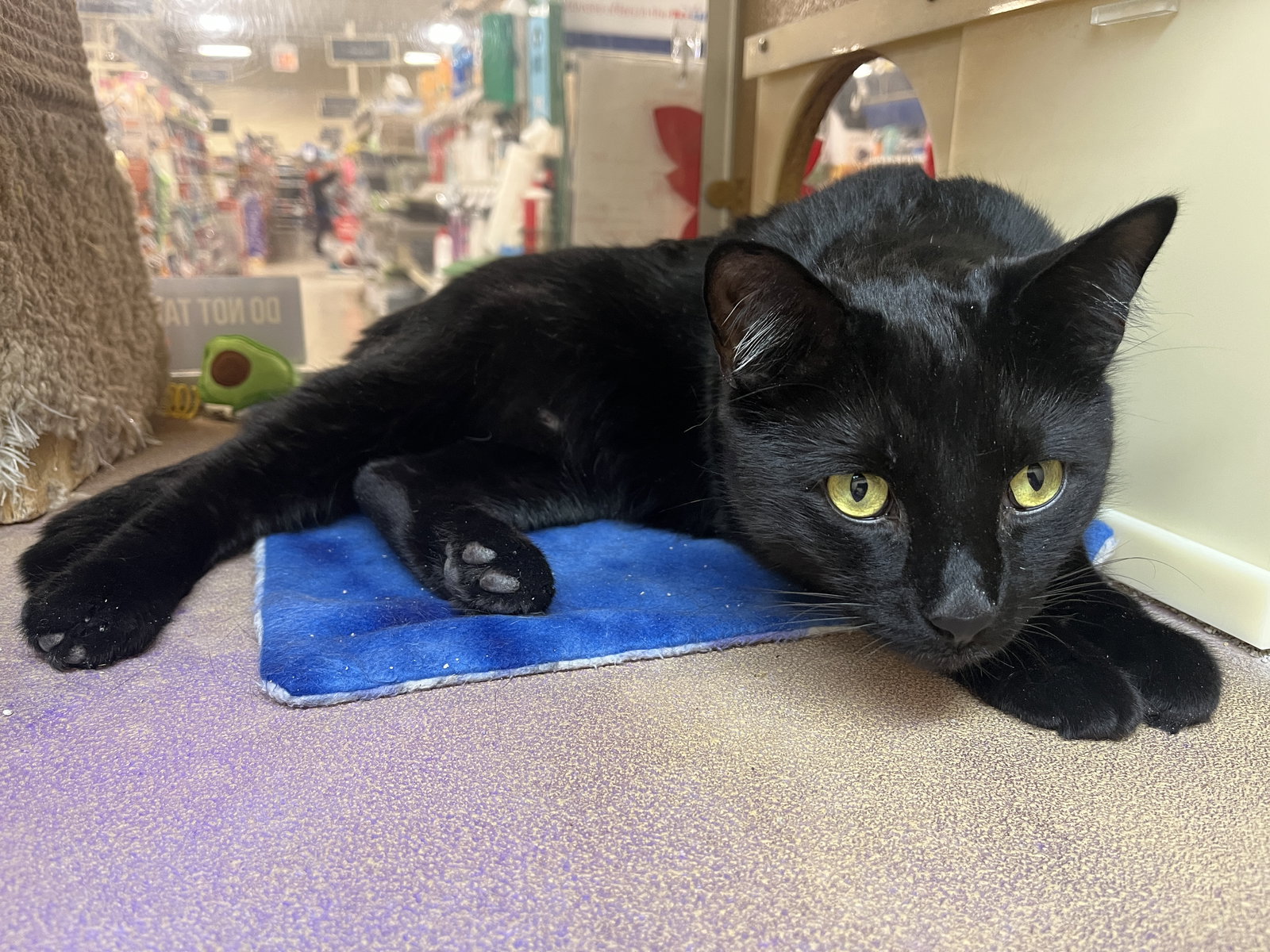 Mr. Kitty  Domestic Short Hair (short coat) Male