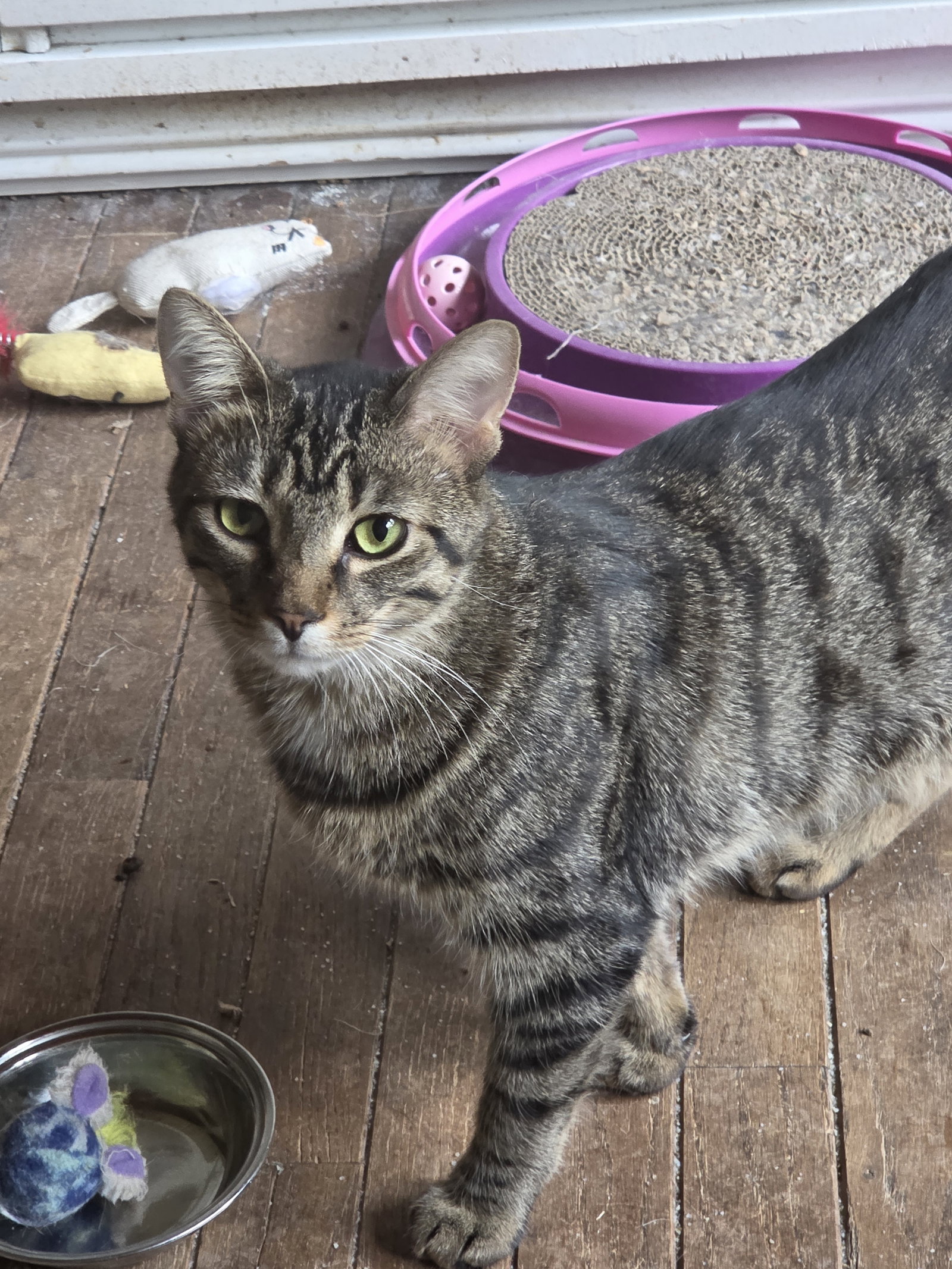 Peaches  Domestic Short Hair (short coat) Female