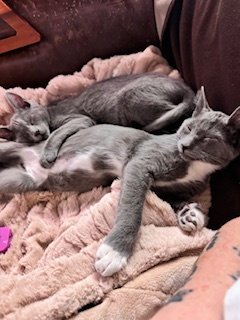 Lenny & Laverne (bonded brothers) Image