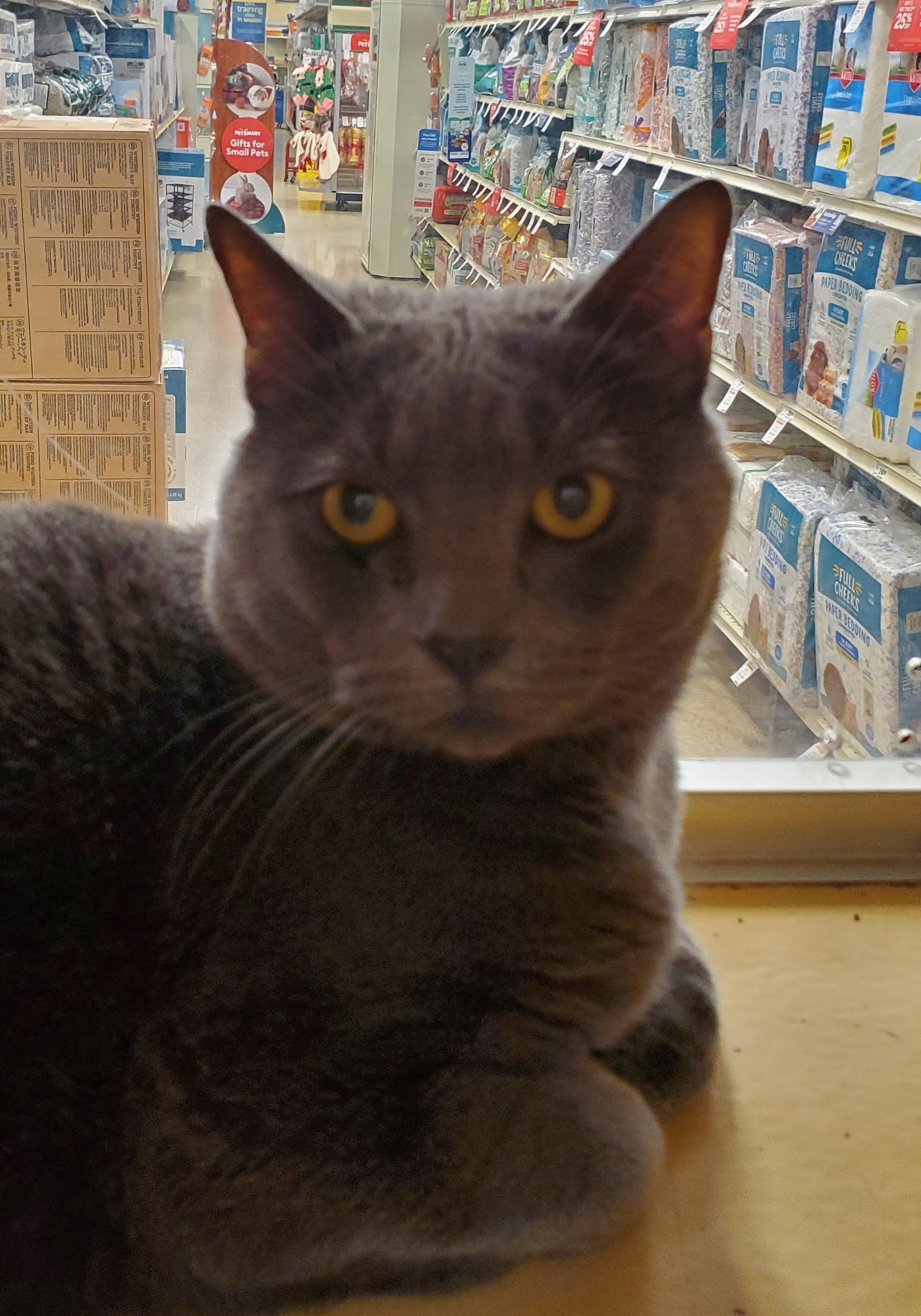 Steely Dan  Domestic Short Hair (short coat) Male