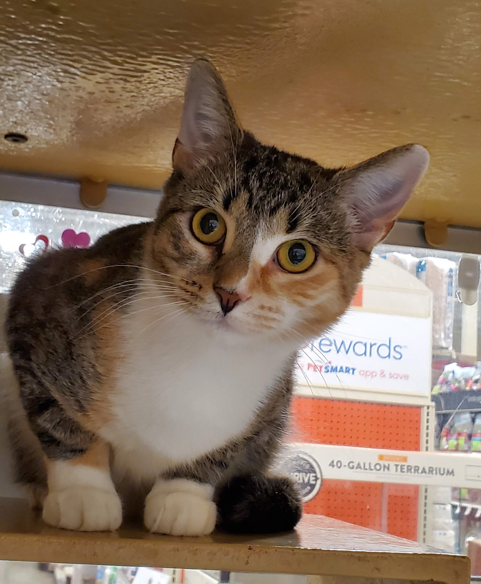 Mama Mia  Domestic Short Hair (short coat) Female