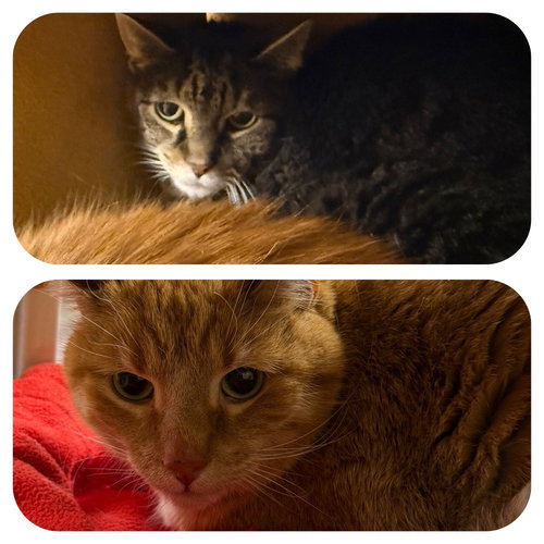 LENUX & CARL (FRONT DECLAW BONDED PAIR) - Domestic Short Hair / Tabby available for adoption