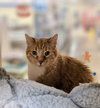 Lenux & Carl (front declaw bonded pair) - Photo 3