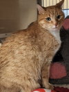 Lenux & Carl (front declaw bonded pair) - Photo 4