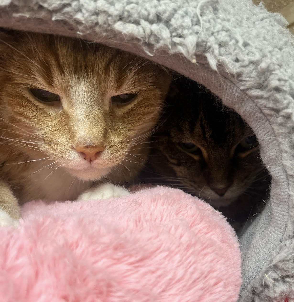 Lenux & Carl (bonded pair)  Domestic Short Hair / Tabby (short coat) Male