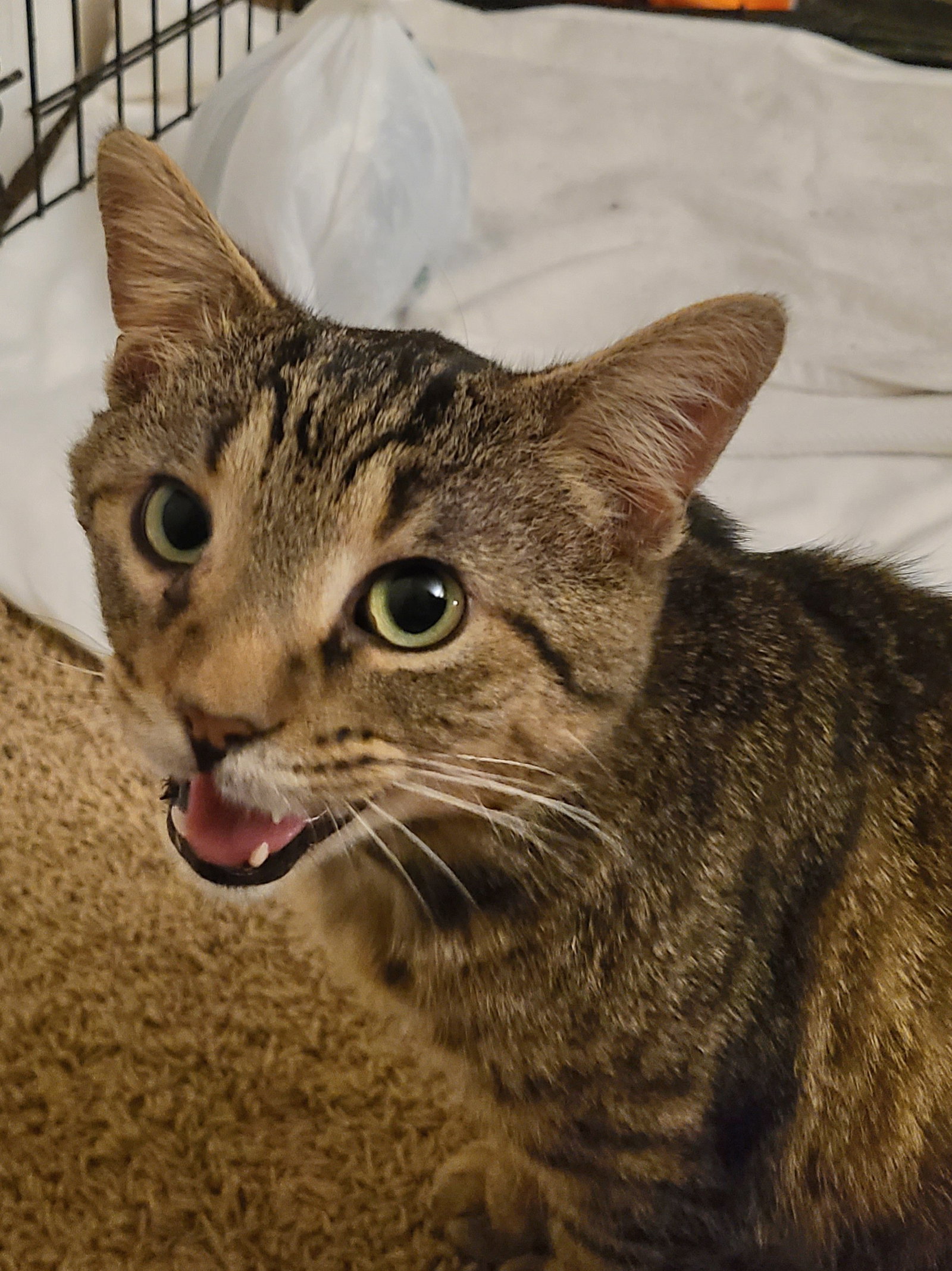 Phoenix  Domestic Short Hair (short coat) Male