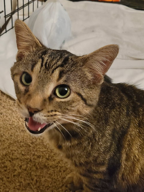 Phoenix, Adult Domestic Short Hair (short coat), cat for adoption in Orland Park, Illinois