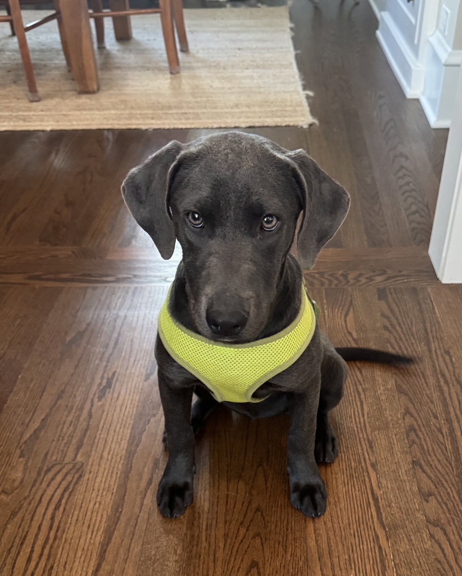 Shayde Large Labrador Retriever / Mixed (short coat) Female