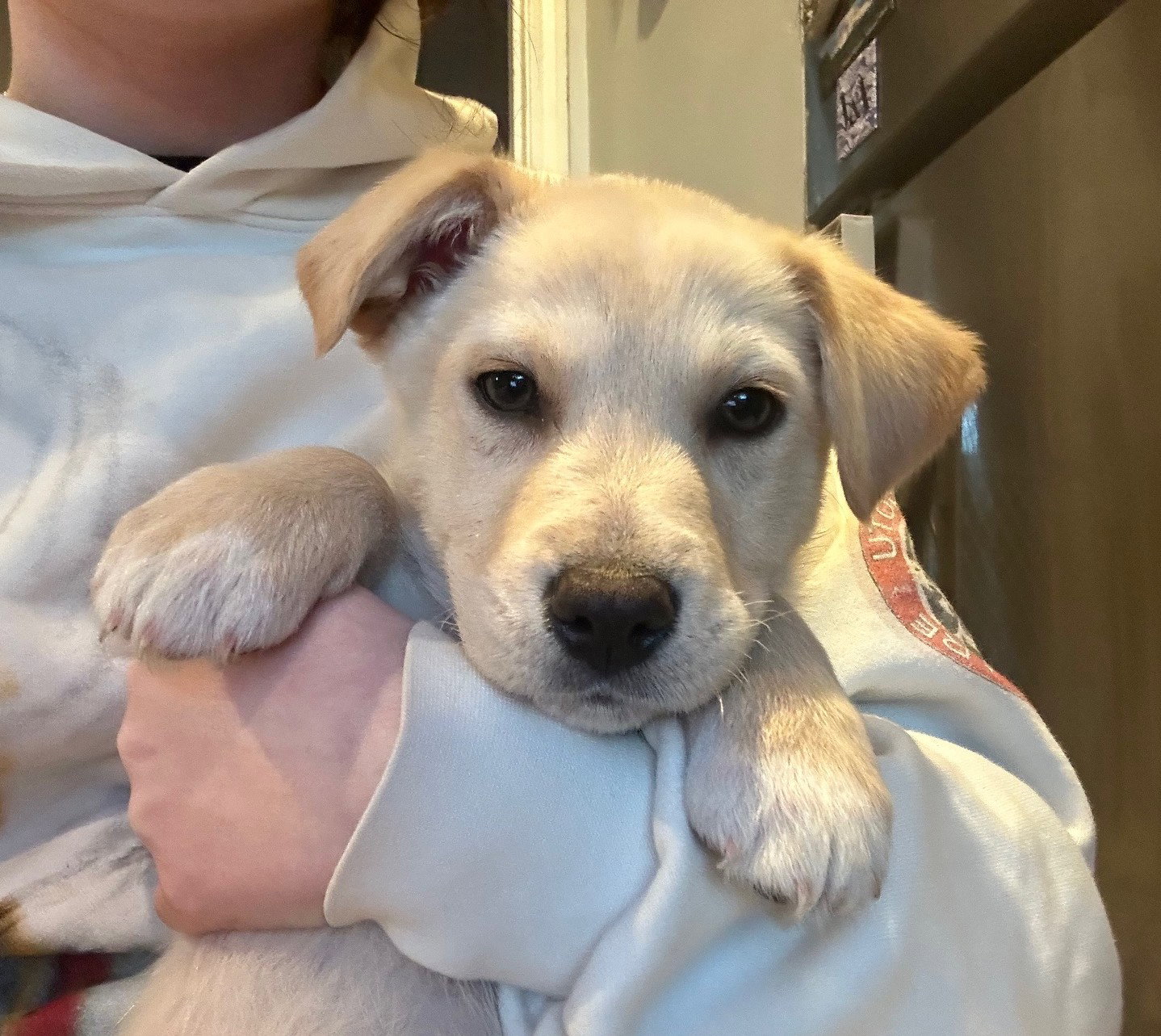 Al Green Large Labrador Retriever / Mixed (medium coat) Male