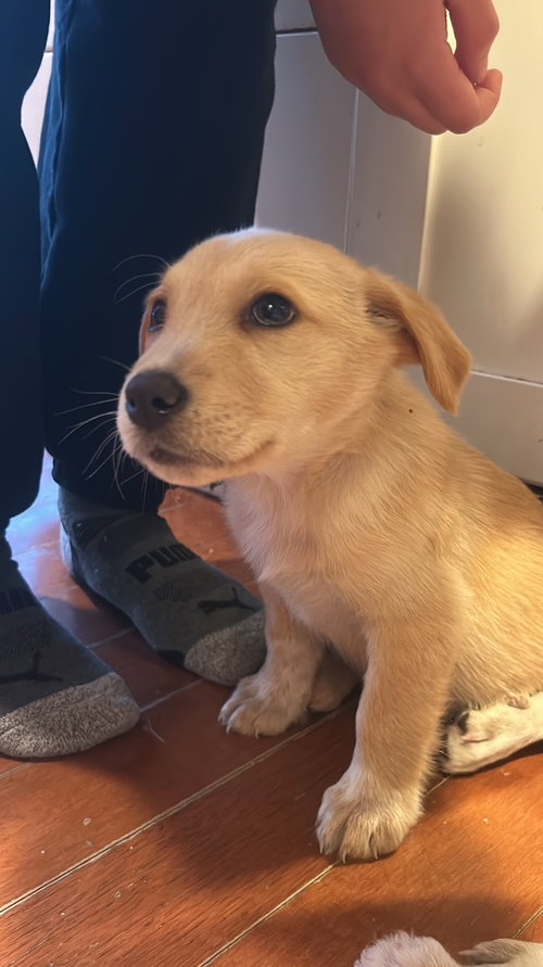picture of the dog needing adoption