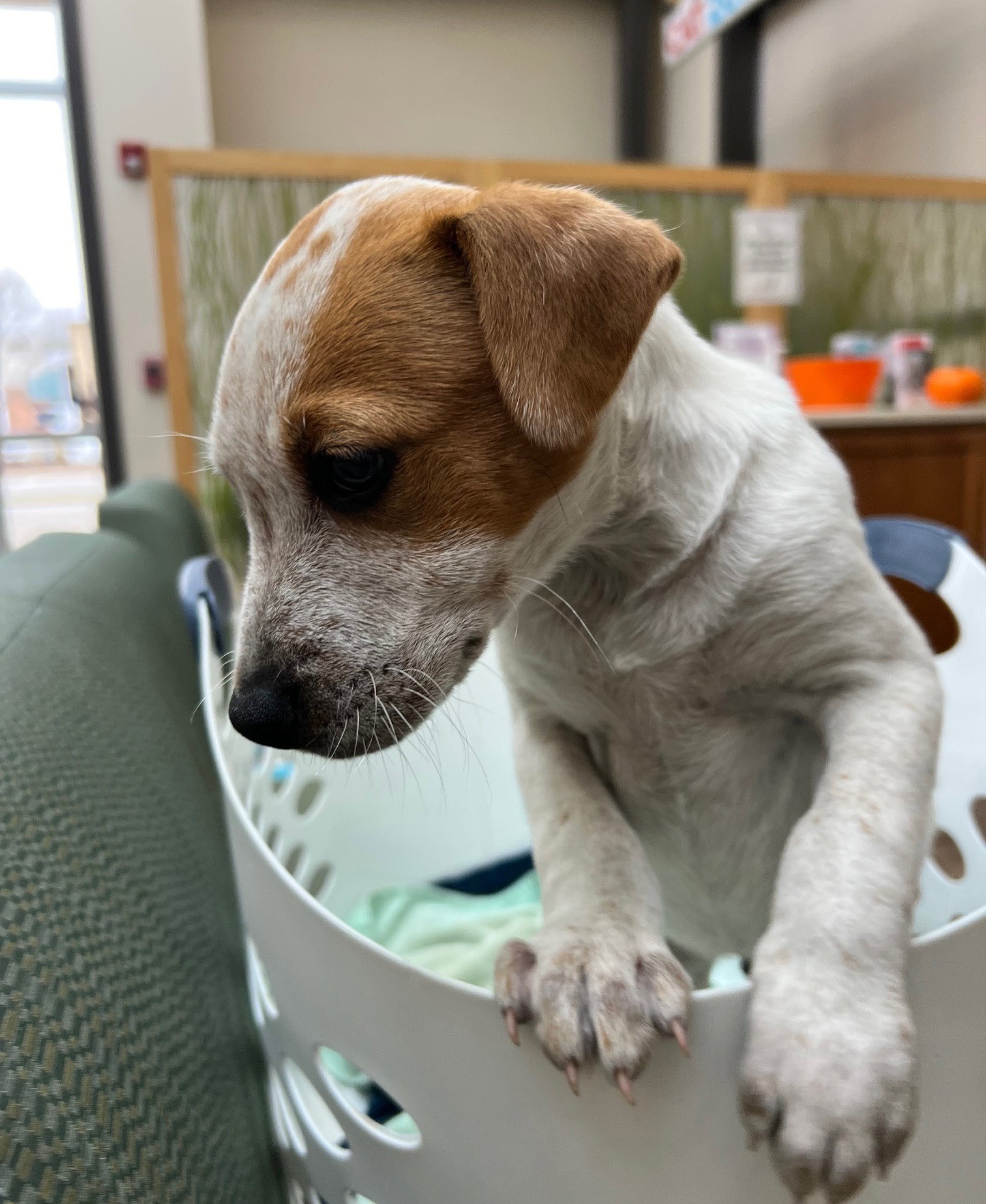 Marvin Gaye Large Labrador Retriever / Mixed (short coat) Male