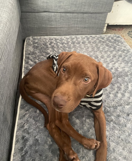 picture of the dog needing adoption