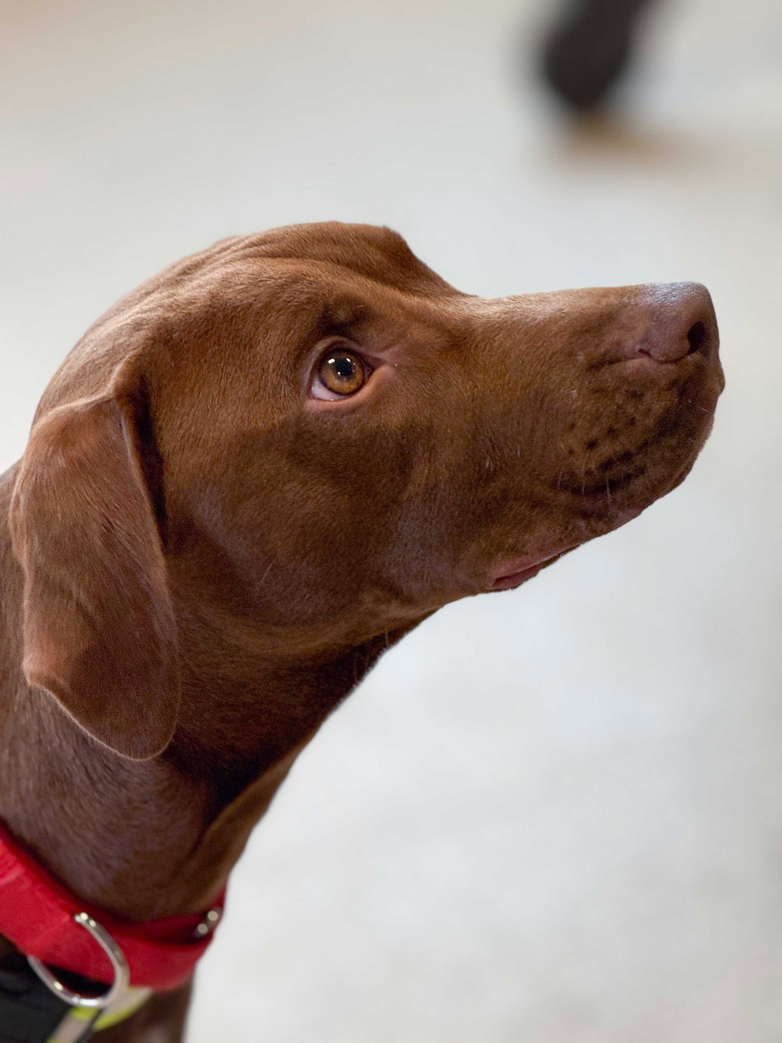 Brown Gravy Large Labrador Retriever / Mixed (short coat) Male