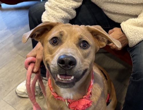 picture of the dog needing adoption