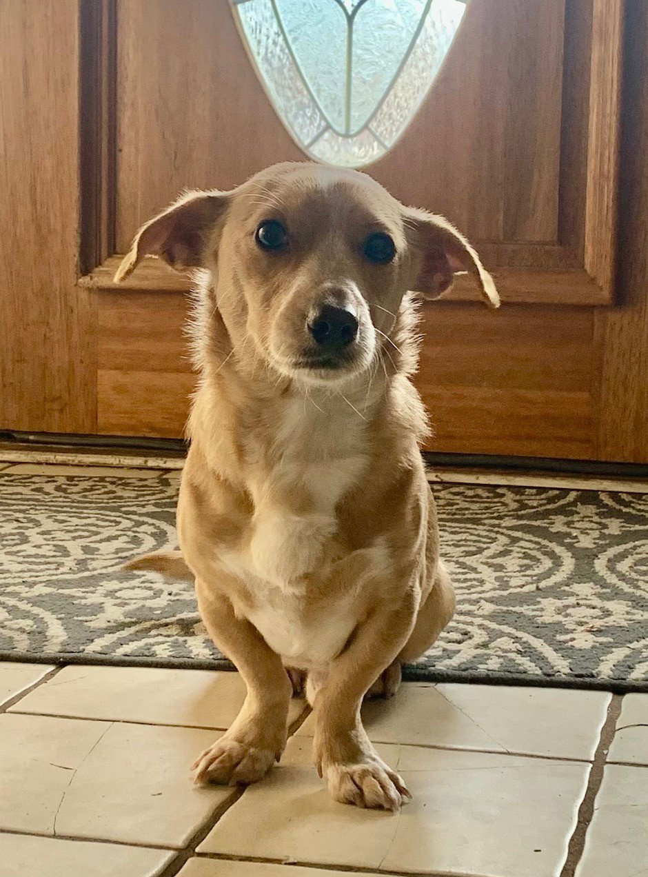 Bill Small Dachshund / Mixed (medium coat) Male