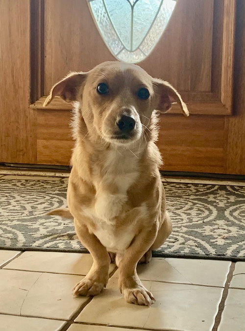 picture of the dog needing adoption