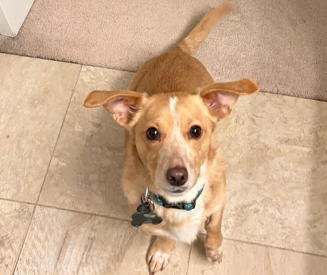 Bill Small Dachshund / Mixed (medium coat) Male