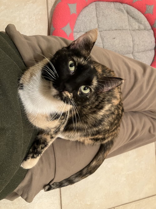 MISSY - Domestic Short Hair available for adoption
