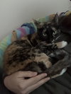 Missy - Photo 4