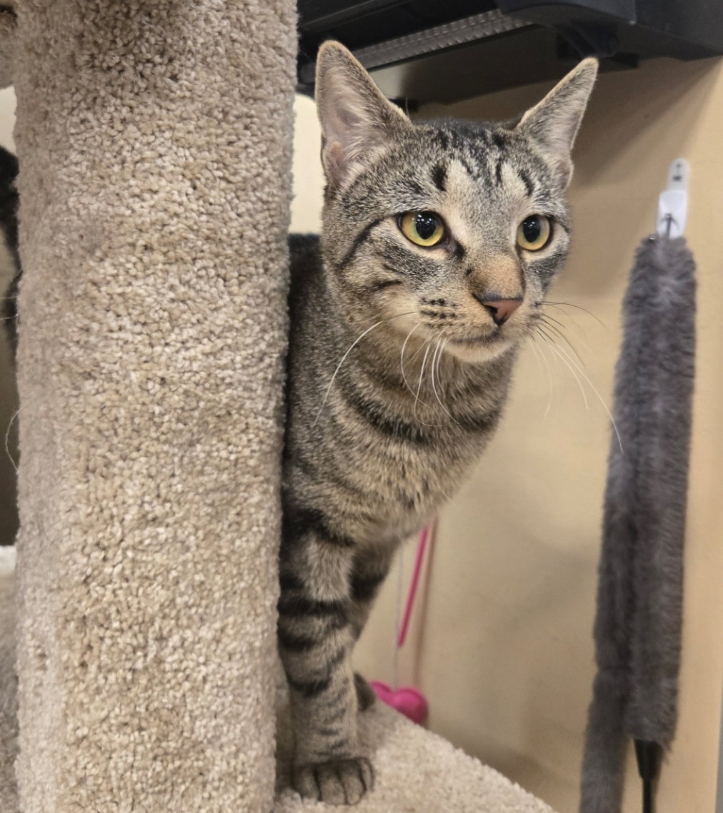 Belmac  Domestic Short Hair (short coat) Male