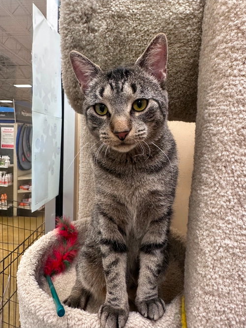 BELMAC - Domestic Short Hair available for adoption