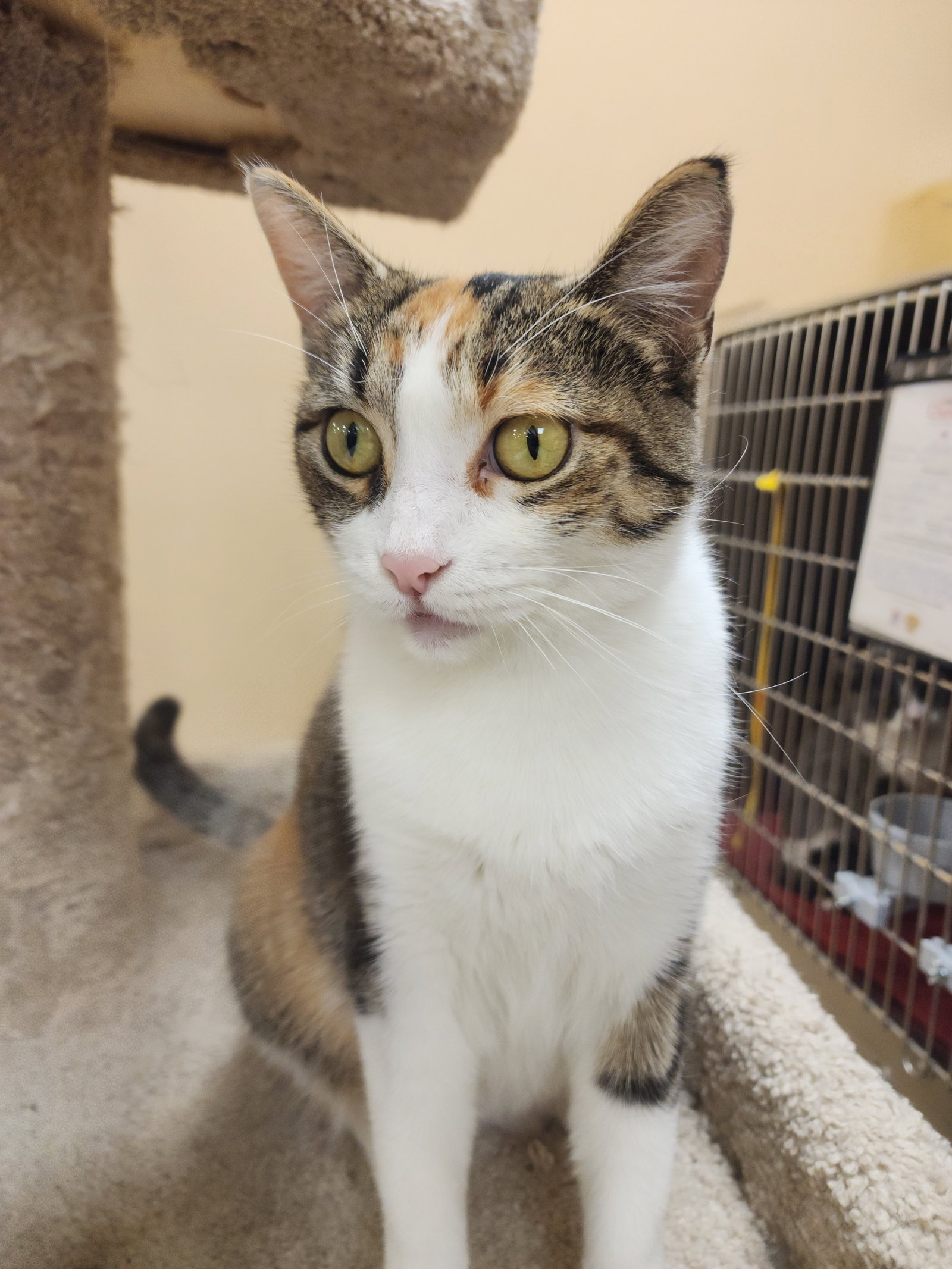 Corina  Domestic Short Hair Female