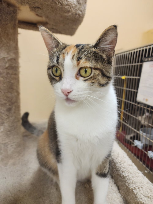 picture of the cat needing adoption