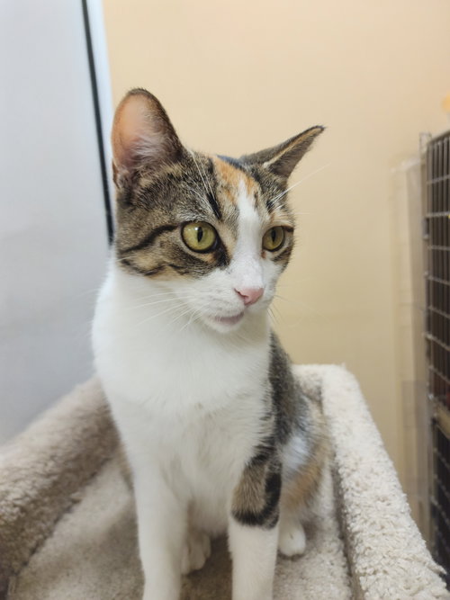 CORINA - Domestic Short Hair available for adoption