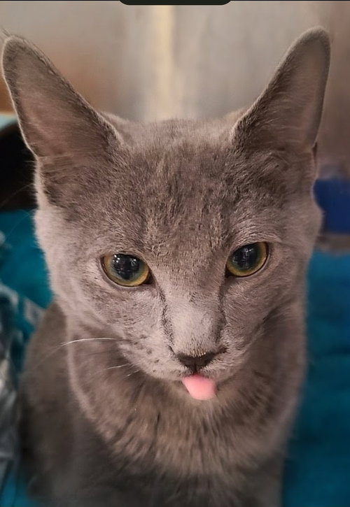 GOOFY - Domestic Short Hair available for adoption