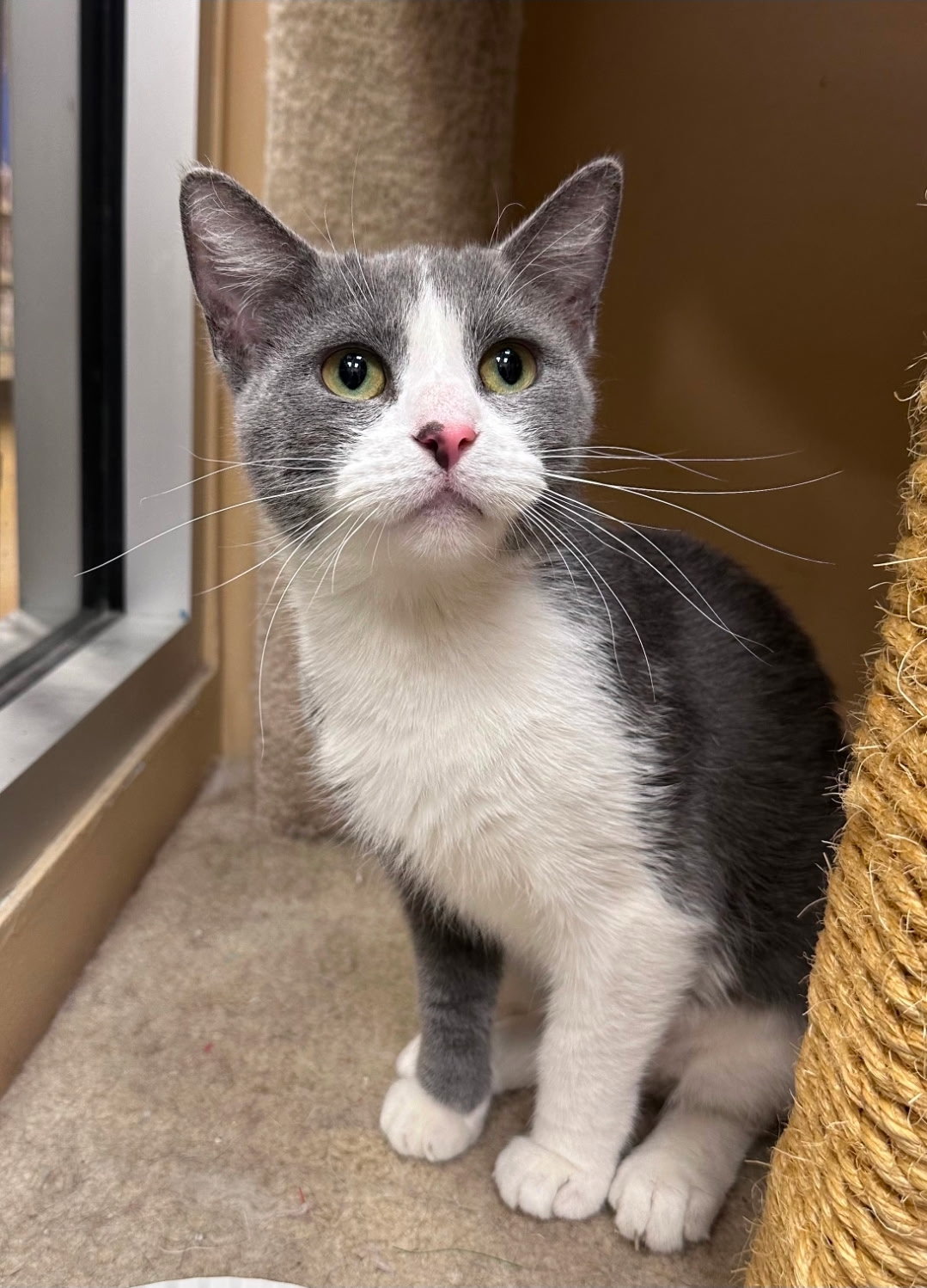 Prima  Domestic Short Hair (short coat) Female