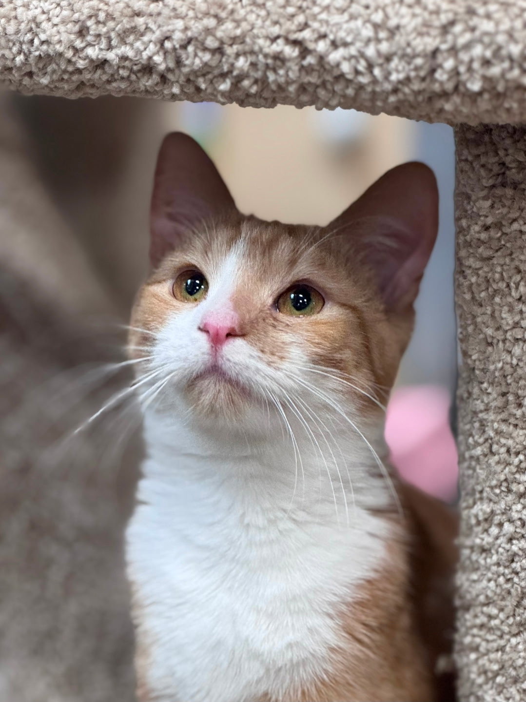Tarzan  Domestic Short Hair (short coat) Male