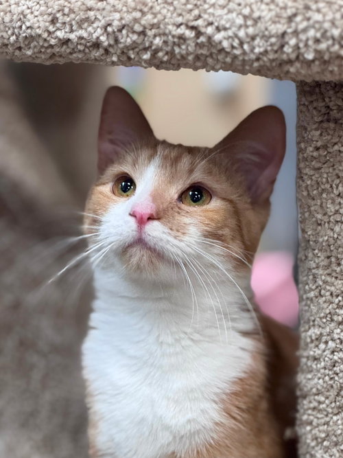 TARZAN - Domestic Short Hair available for adoption