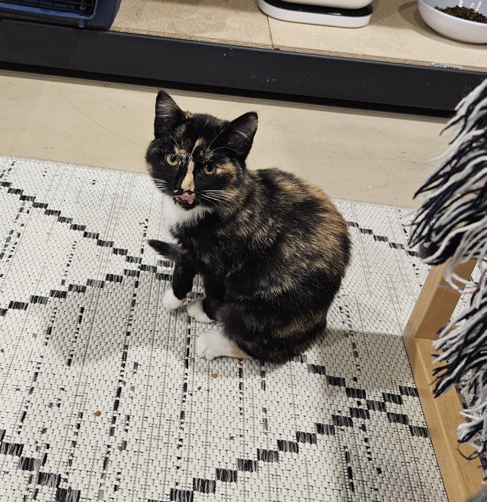 Lucinda  Domestic Short Hair (short coat) Female