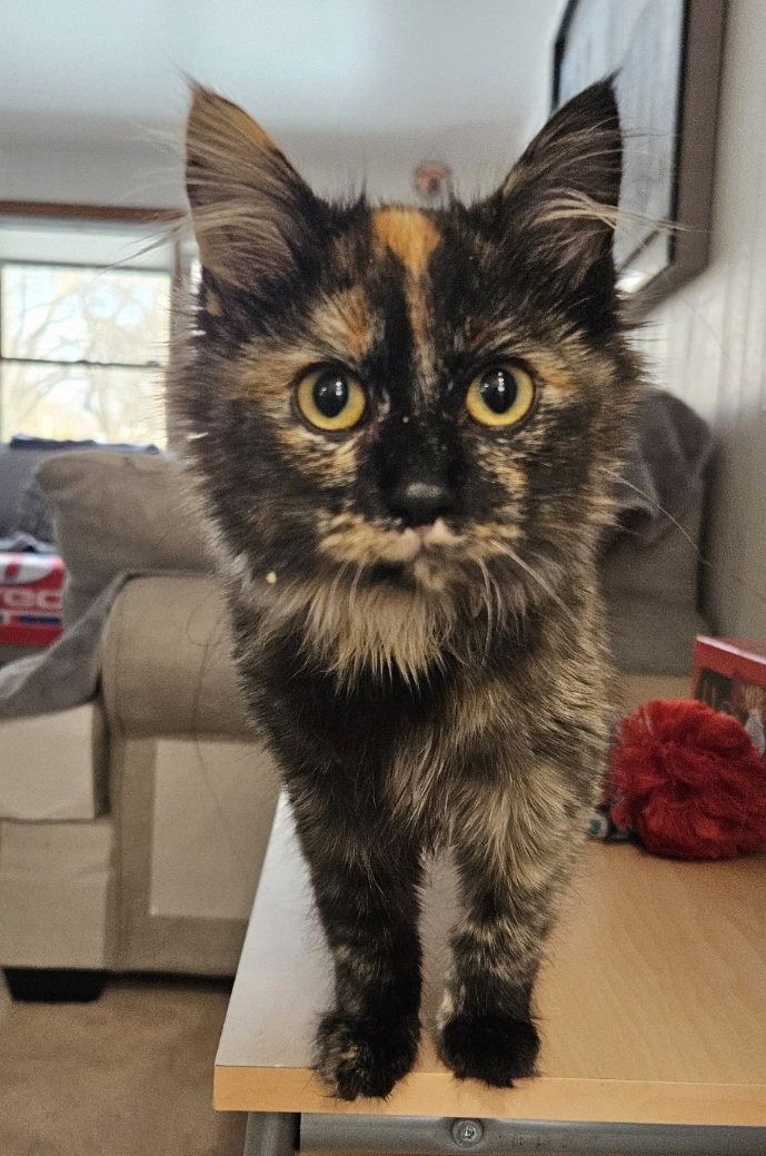 Solveig  Domestic Long Hair (long coat) Female