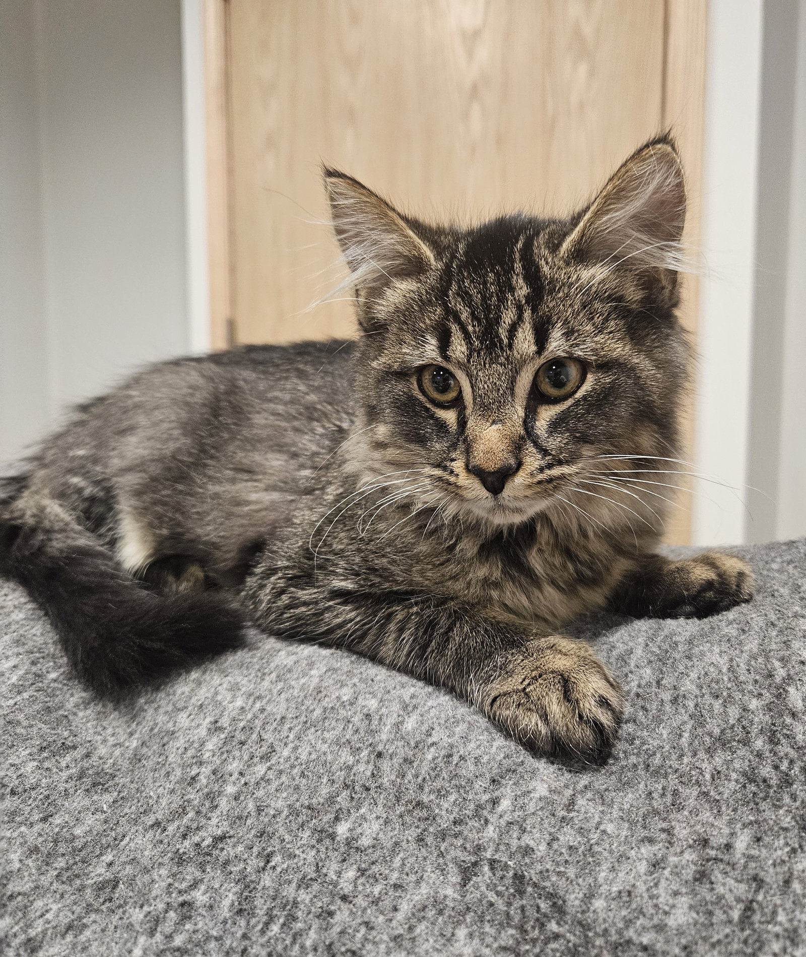Karl  Domestic Long Hair (long coat) Male
