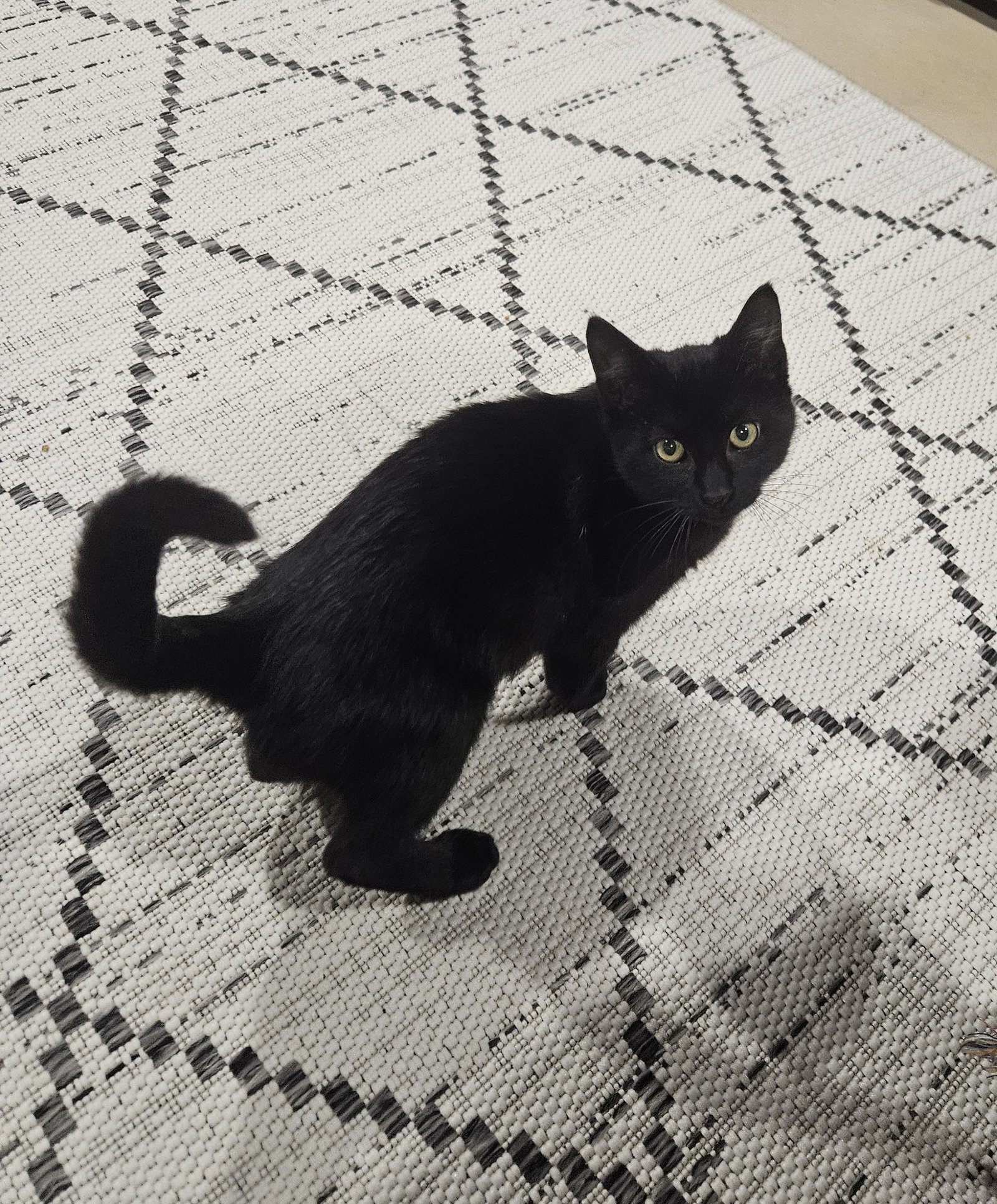 Niels  Domestic Short Hair (short coat) Male