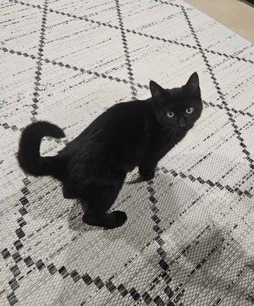 picture of the cat needing adoption