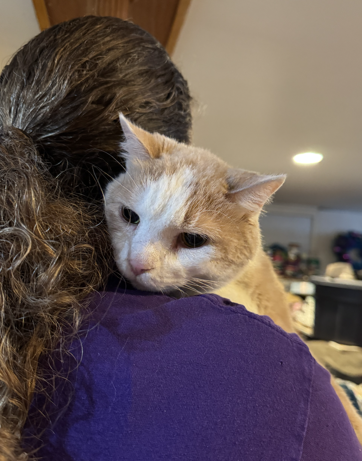 Hans (front declaw)  Domestic Short Hair (short coat) Male