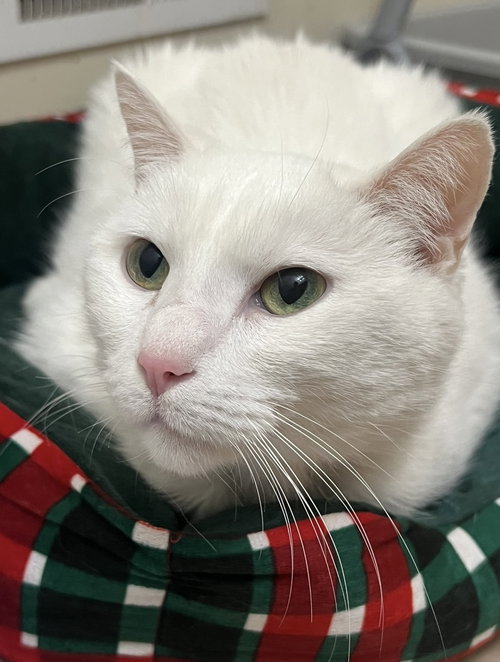 MICKY - Domestic Short Hair available for adoption