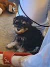 Nacho - Photo 1