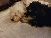 Nacho - Photo 3